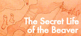 The Secret Life of the Beaver